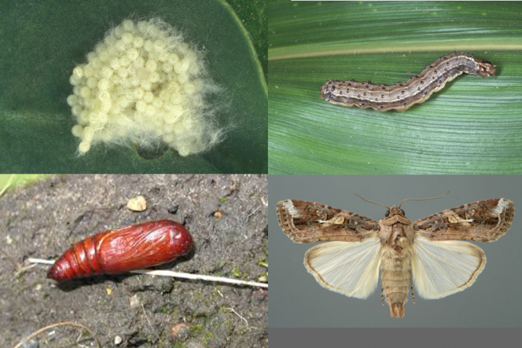 Fall Armyworm Damage And Mash Strategy For Control