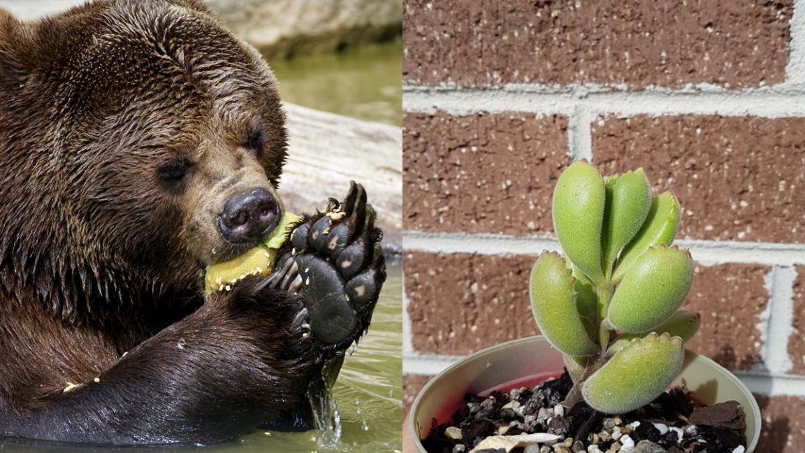 build a bear succulent